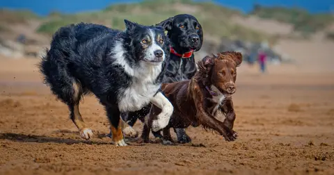 The five smartest dog breeds, according to a pet expert