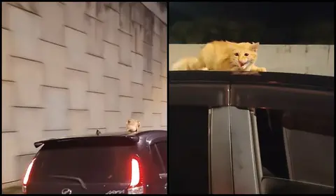 Cat, moving car and a chase: the short clip Malaysians can't stop watching