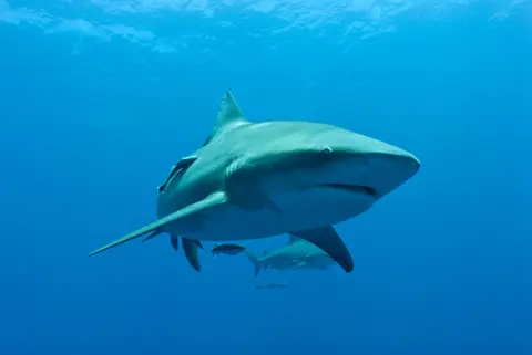 Female bull sharks may meet up with the same partners year after year