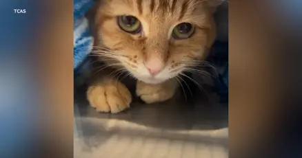 Dozens of cats rescued from a crowded Clearwater Bay flat need homes