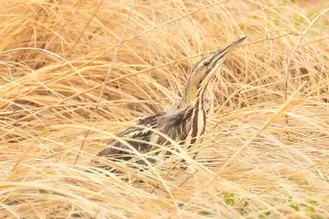 Tracking the bittern's deep boom in the marshes by the Pamet