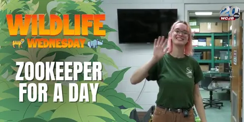 A day in the life of a zookeeper at the Santa Fe College Teaching Zoo