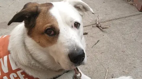 A homeless Colorado man is suing the officers who shot his dog