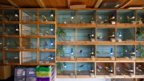 Inside one of Cork's biggest aviaries, where rare birds are worth €2,000