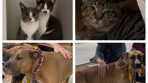 This week's dogs and cats looking for homes at PACC