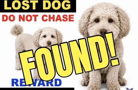 After going missing, Ollie the dog is home