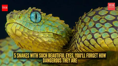 Five snakes with remarkable eyes, all of them dangerous