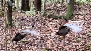 The Australian bird whose call has millions baffled