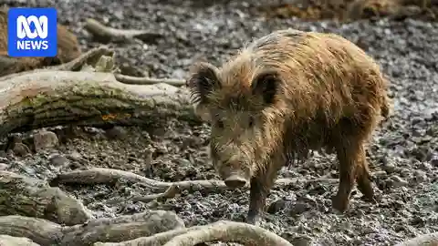 Feral pigs tear through farmland in New South Wales