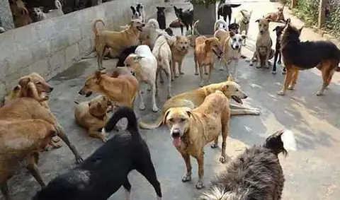 Residents of Natipora raise the alarm over stray dogs