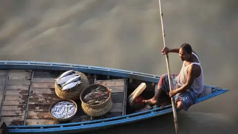 Hilsa returns to the upper Ganga after decades, a good sign for the river