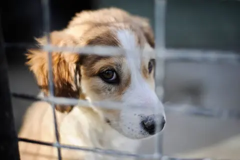 Coventry's stray dog problem, as hundreds are abandoned after the pandemic
