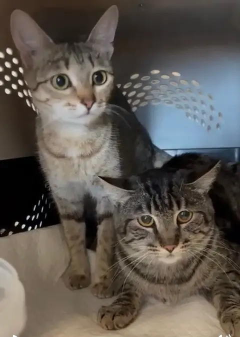 Searching Jerusalem for the nearly lost Kanaani cats