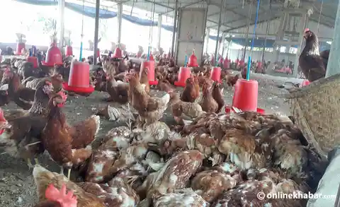 Bird flu confirmed in three wards of Gokarneshwor