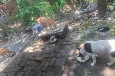 Jadavpur University adds dog shelters after a backlash over feeding curbs