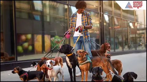 A New York techie makes ₹5.72 lakh a month walking dogs on the side