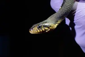 Rattlesnakes hit hard by fungal disease and lung parasites