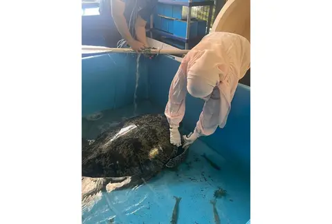 Green turtle numbers rise in Sabah, while hawksbills and olive ridleys struggle