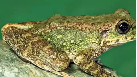 New cascade frog named after social worker Padmini Varkey