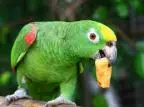 The distiller who trained 5,000 parrots to sell bourbon