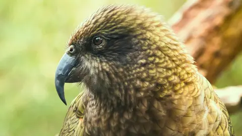 A disabled parrot takes up jousting to stay king of the keas