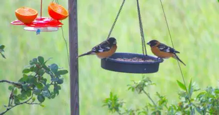 Spotted towhees at the bird feeder in Golden Hills