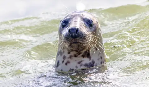 The North Sea's top predators are going after the same prey