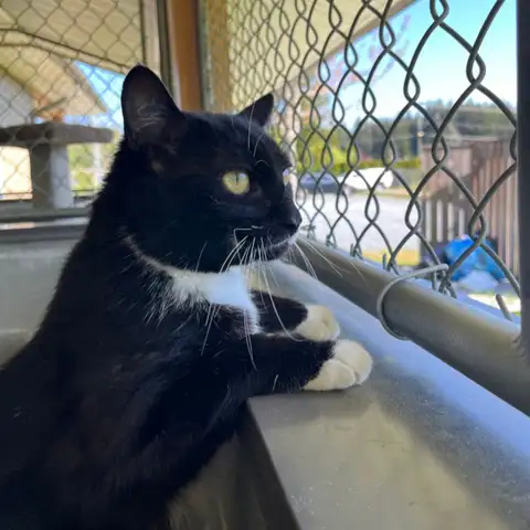 Two older cats and a young one are waiting at the BC SPCA in qathet