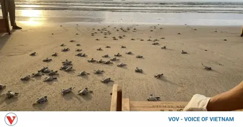 Con Dao named one of the world's best places to watch turtle releases