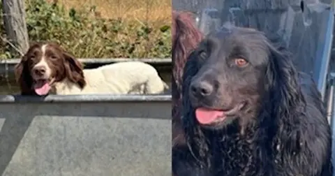 Two more dogs stolen in Kent, one of the UK's dog theft hotspots