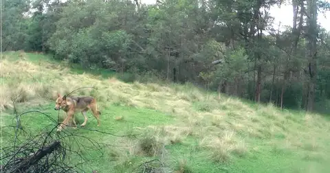 The authority defends its record as wild dog attacks rise in the state's south