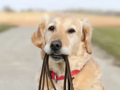 Five tips for a calmer dog walk