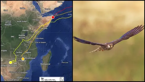 Amur falcons start their 5,000 km flight back from Africa to India