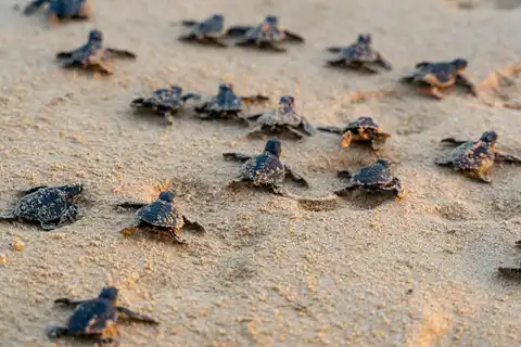 "Share the Beach" volunteers have logged 89 turtle nests so far in 2026