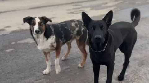 The Blackfeet stray dog roundup has owners worried about their pets