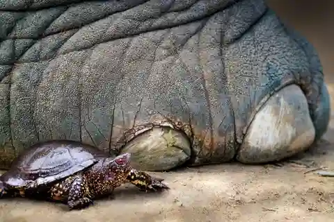 Neanderthals in Germany ate pond turtles and used the shells as tools