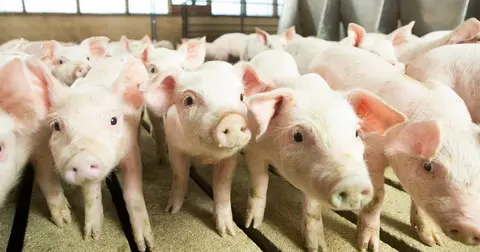 How more soybean meal affects immunity in growing pigs