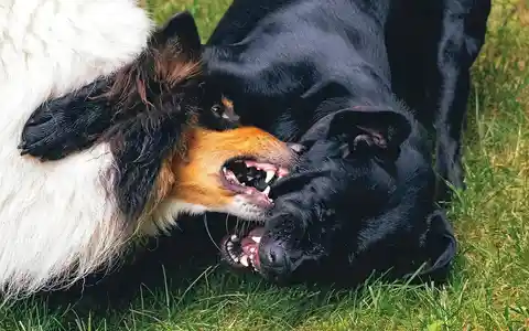 Dangerous dogs are back in the spotlight