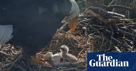 Two bald eagle chicks hatch in California, and the livestream is watching