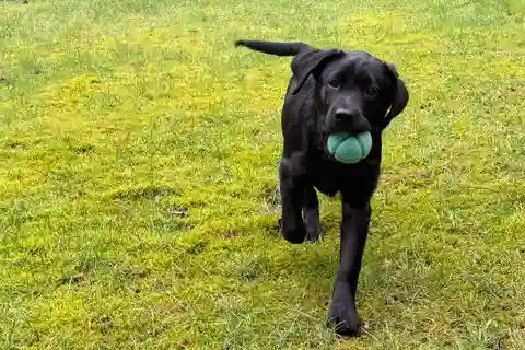 Rex the playful pooch settles in with his new owners