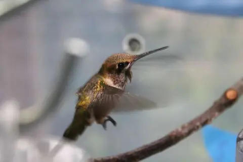 Hummingbirds are back in Southwest Virginia
