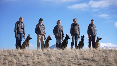 A Montana breeder is charging a small fortune for protection dogs