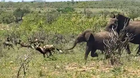 A herd of elephants chases down a pack of wild dogs