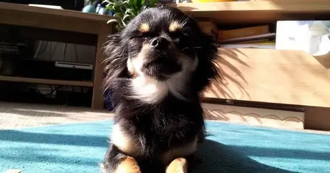 Owner left traumatised after her tiny dog is savaged to death