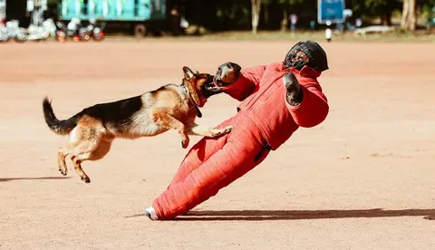 Who is liable when a dog bites?