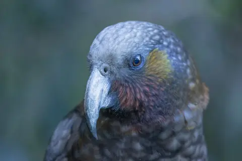Clearing rats and stoats from 117 islands brought the seabirds back after 150 years