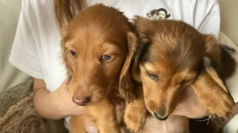 Petition calls for a ban on puppy-cuddling events