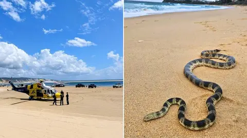 Expert warns after a rare sea snake bite triggers a helicopter rescue