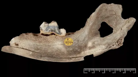 Dogs have been human companions for 14,000 years, a new study claims