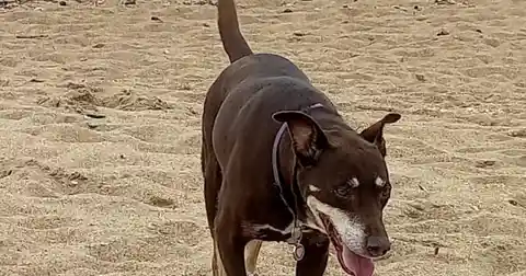 How dogs went from scavengers to family members